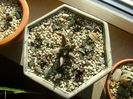 Grup de 8 Ariocarpus