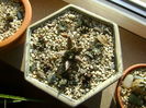 Grup de 8 Ariocarpus