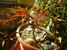 Nandina domestica nana, culori de toamna