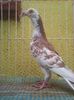 Photo0237