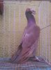 Photo0224