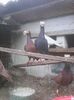 Photo0241