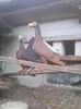 Photo0242