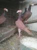 Photo0246