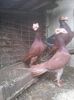 Photo0247