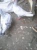 Photo0250