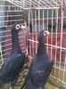 Photo0226