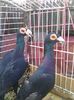 Photo0228