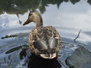 Picture 039