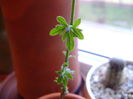 Kedrostis foetidissima