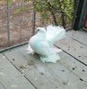 20161103_131120 (2)