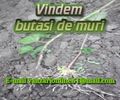 vanzare butasi mur