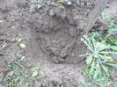 Plantare butasi de mur 1