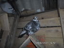 SAM_0656