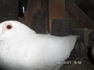 SAM_0685