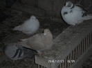 SAM_0693