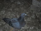 SAM_0694