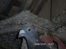 SAM_0700