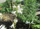 Crini candidum (3)