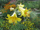 Crini golden splendour (2)