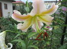 Crini orientali (5)