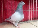 fem 6956 16