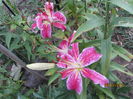 Crini stargazer (3)
