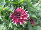 Dalia