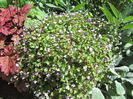 Dichondra sericea