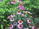 Echinacea (3)