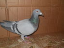 146416-15 f100 ron semi sora cu 012 si 013-16 fica din 991-013