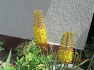 Eremurus (12)