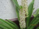 Eucomis (9)