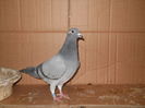 409170-16f pui asu 387-015 80 ron