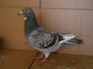 404479 -16323 -15 10etape cl80 ron