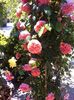 Pierre de Ronsard tufa cataratoare cu peste 120 de petale intr-o floare
