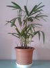 Rhapis excelsa