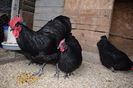 Australorp Negru Matca 2017