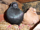 m negru  f galben