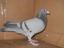 534-15norma viteza