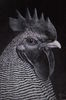 IDEAL HEAD OF STANDARD BARRED PLYMOUTH ROCK MALE