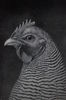 IDEAL HEAD OF STANDARD BARRED PLYMOUTH ROCK FEMALE