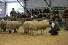 Oi Texel de carne-7vg