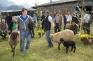 Oitele Bergschaf cu mielusei