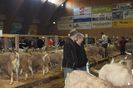 Rasa Toggenburg si Appenzeler-6h