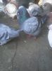 Photo0493