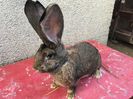 B 104 2665(F11) Knappe,22cm urechi