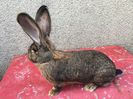 B 104 2665(F11) Knappe,22cm urechi
