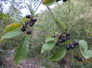 Fructe de crusin-2