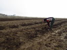 Plantare muri